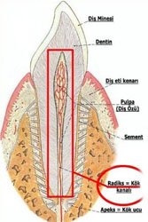 root Treatment